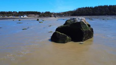 Bir grup siyah sırtlı martı St. Lawrence nehrinin kıyısındaki bir kayanın üzerinden uçuyor, eriyen baharın kahverengisiyle. Baie-des-Sables, Quebec, 2025.