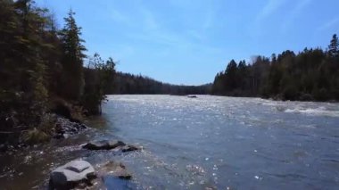 Mavi bir gökyüzünün altında, ormanla kaplı muhteşem bir somon nehrinin yüzeyindeki akıntıya karşı uçmak. Mitis Nehri, Quebec, Kanada, 2025.