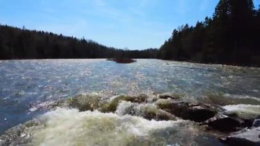 İlkbahar selinde bir somon nehrinin yüzeyindeki akıntıya karşı uçmak, kayaları aşmak girdaplara ve mavi bir gökyüzünün altında ormanlarla çevrili bir çalılık adasına sebep olmak. Mitis Nehri, Quebec, Kanada, 2025.