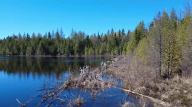 Sakin bir orman gölü, yemyeşil ve ölü ağaçlarla çevrili berrak mavi gökyüzünü yansıtır, sakin ve huzurlu bir doğal manzara yaratır, sakin bir açık hava ilhamı için mükemmeldir. Lac Paquet, Seigneurie du Lac Matapedia, Quebec, Kanada.