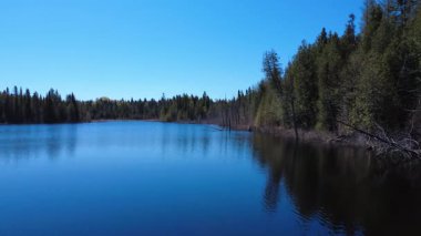 A peaceful forest lake surrounded by greenery and under a bright, clear blue sky. The tranquil atmosphere is complemented by dead scattered tree trunks in the calm water.