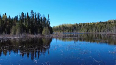 Ayna benzeri sakin bir orman gölü, parlak mavi gökyüzünü yansıtan gür ağaçlarla çevrilidir, el değmemiş doğal bir çevrede huzurlu bir yalnızlık hissi uyandırır..