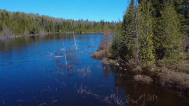 Bulutsuz mavi bir gökyüzünün altında sazlıkların arasına gömülmüş birkaç ölü ağacın olduğu küçük bir orman gölü. Lac Paquet, Seigneurie du Lac Matapdia, Quebec, Kanada.