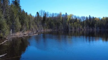 Sakin bir orman gölü, açık mavi gökyüzünün altındaki ağaçları yansıtıyor, sükuneti ve doğal güzelliği çağrıştırıyor. Lac Paquet, Quebec, Kanada.