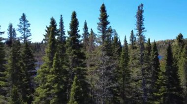 Ufukta bir dağ sırası olan parlak mavi bir gökyüzünün altında sakin bir gölü çevreleyen güneşli, huzurlu bir ormanı keşfetmek için ağaçların arasından geçen hava manzarası. Lac Paquet, Sayabec, Quebec, Kanada.