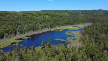 Bereketli bir ormana doğru nefes kesici bir hava manzarası. Huzurlu, tenha bir bataklık gölü, masmavi gökyüzünün altındaki yeşil ağaçların arasından geçiyor..