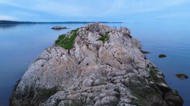 Martılar, ustura gagaları ve çift ibikli karabataklar gri bir gökyüzünün altındaki sakin bir körfezde yıkanan çimen parçalarıyla benekli bir kıyı kayasının üzerinde bir arada yaşarlar. St. Lawrence Nehri, Metis-sur-mer, Quebec, Kanada, 2025.