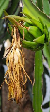 Bir kaktüsün üzerinde yetişen ve yeşerdikten sonra meyveye dönüşen Pitaya çiçeği.. 