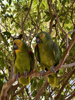 İki yeşil papağan, birinin kafasında sarı tüyler var, canlı yeşil yapraklarla çevrili bir dalda huzur içinde dinleniyor. Sahne, doğada bir huzur ve uyum hissi veriyor..