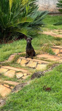 Sevimli siyah bir köpek, canlı yeşil çimenler ve yemyeşil bitkilerle çevrili, bahçedeki taş bir patikada dinleniyor. Sahne, doğayla bir huzur ve uyum hissi veriyor..