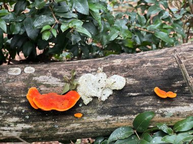 Yosun ve yosun kaplı bir ağaç gövdesinde büyüyen canlı turuncu mantarları gösteren zengin detaylı bir doğal manzara. Canlı mantarlar ve yıllanmış ahşap arasındaki zıtlık eşsiz ve ilgi çekici bir estetik yaratıyor.