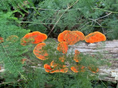 Narin yeşil yapraklarla kaplı ahşap bir kütükte büyüyen canlı turuncu mantarların güzel bir bileşimi.. 