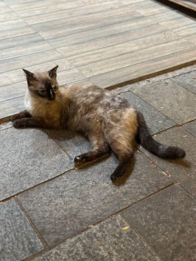 Bir siyam kedisi, yumuşak kürklü ve sakin bir ifadeyle taş zeminde dinlenir. Hayvan etrafındaki çevreyi gözlemler, rahat ve huzurlu bir atmosferi yansıtır..