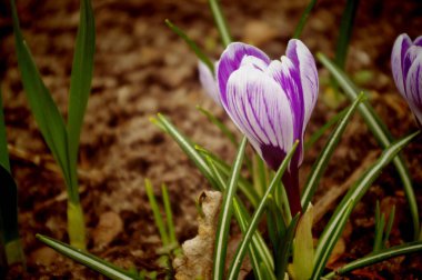 Bahar doğasında timsah.