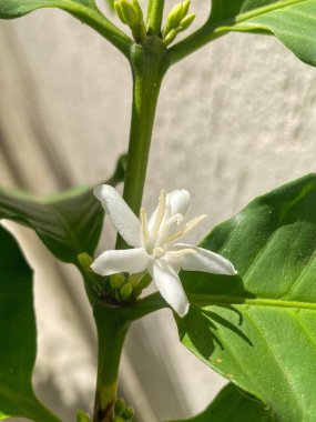  Kahve çiçeği beyaz ve yeşil