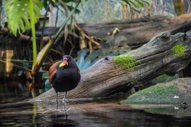 Jacana Jacana kuş duruşu, Shedd Akvaryumu