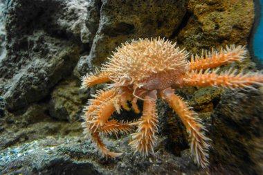 Paralomis, Macellan örümcek yengeci