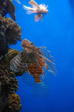 Pterois volitans, Aslan Balığı dikey