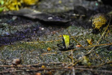 Mantella viridis, Yeşil Mantella kurbağası