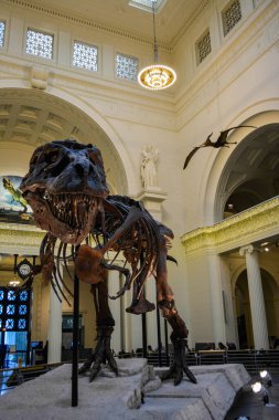 Chicago Field Müzesinde T-Rex fosili