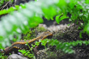 Echinotriton Anderson 'ın timsah semenderi Andersoni.