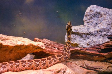 Crotalus Polystictus, Ocellated Çıngıraklı Yılan
