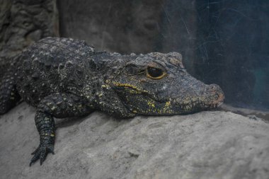 Yaşayan Timsah hala Chicago Shedd Akvaryumu 'nda.