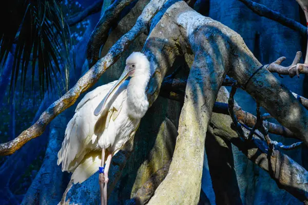 Platalea Flavipes kuşu Shedd Akvaryumu Chicago 'da