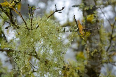 Ranas Harabeleri, San Joaquin, Meksika