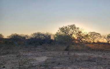 Brezilya kaatingasında huzurlu bir günbatımı. Güneş ufukta batarken kuru ağaçlar ve sarı yapraklarla çorak bir arazi sakin ve iç gözlemci bir atmosfer yaratıyor. Gökyüzü mavi ve turuncunun yumuşak tonlarını alır.