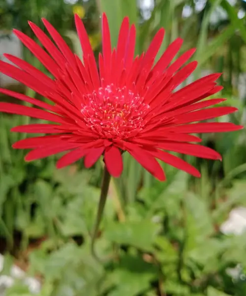 Çiçek açan bahçenin manzarası çok güzeldir.