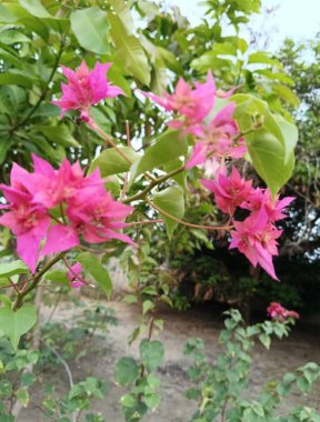 Bahçedeki güzel çiçeklerin manzarası