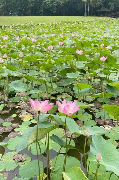 Bahçedeki güzel çiçeklerin manzarası