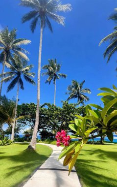 Yeşil ağaçların ve yaprakların manzarası, nehirler, göller, bulutlar, gökyüzü, güneş ve güzel doğa.