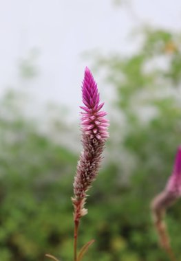 duvar kağıdı ve arkaplan için yeşil, kırmızı, beyaz, mor, pembe çiçeklerin güzel manzara resimleri