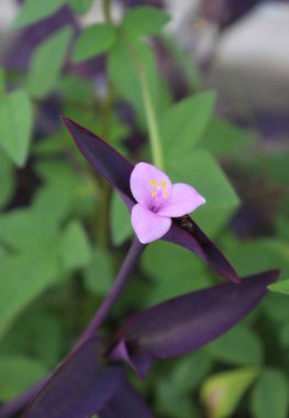 duvar kağıdı ve arkaplan için yeşil, kırmızı, beyaz, mor, pembe çiçeklerin güzel manzara resimleri