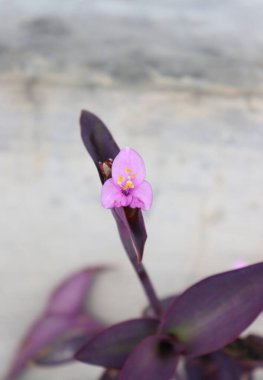 duvar kağıdı ve arkaplan için yeşil, kırmızı, beyaz, mor, pembe çiçeklerin güzel manzara resimleri