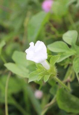 duvar kağıdı ve arkaplan için yeşil, kırmızı, beyaz, mor, pembe çiçeklerin güzel manzara resimleri