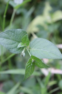 duvar kağıdı ve arkaplan için yeşil, kırmızı, beyaz, mor, pembe çiçeklerin güzel manzara resimleri