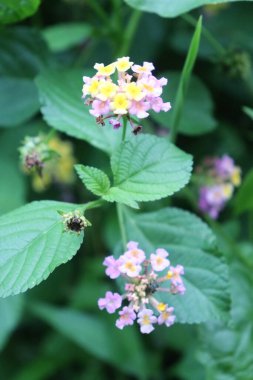 duvar kağıdı ve arkaplan için yeşil, kırmızı, beyaz, mor, pembe çiçeklerin güzel manzara resimleri