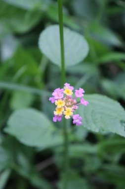 duvar kağıdı ve arkaplan için yeşil, kırmızı, beyaz, mor, pembe çiçeklerin güzel manzara resimleri