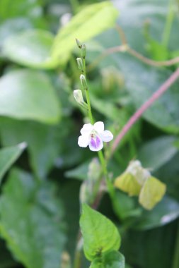 duvar kağıdı ve arkaplan için yeşil, kırmızı, beyaz, mor, pembe çiçeklerin güzel manzara resimleri