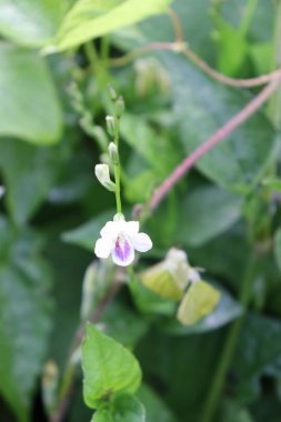 duvar kağıdı ve arkaplan için yeşil, kırmızı, beyaz, mor, pembe çiçeklerin güzel manzara resimleri