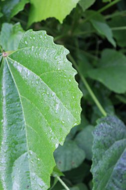 duvar kağıdı ve arkaplan için yeşil, kırmızı, beyaz, mor, pembe çiçeklerin güzel manzara resimleri