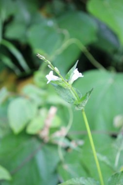 duvar kağıdı ve arkaplan için yeşil, kırmızı, beyaz, mor, pembe çiçeklerin güzel manzara resimleri
