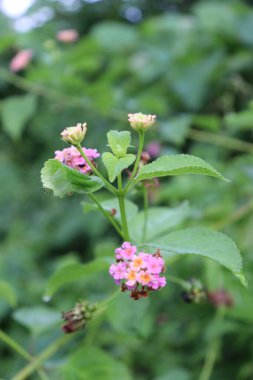 duvar kağıdı ve arkaplan için yeşil, kırmızı, beyaz, mor, pembe çiçeklerin güzel manzara resimleri