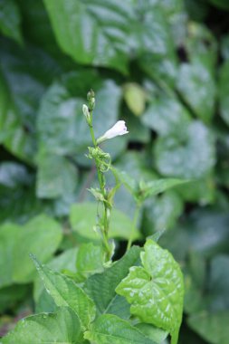 duvar kağıdı ve arkaplan için yeşil, kırmızı, beyaz, mor, pembe çiçeklerin güzel manzara resimleri
