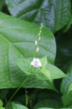 duvar kağıdı ve arkaplan için yeşil, kırmızı, beyaz, mor, pembe çiçeklerin güzel manzara resimleri