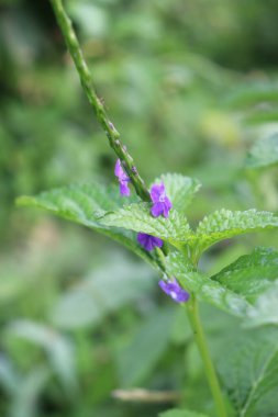 duvar kağıdı ve arkaplan için yeşil, kırmızı, beyaz, mor, pembe çiçeklerin güzel manzara resimleri