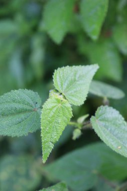 duvar kağıdı ve arkaplan için yeşil, kırmızı, beyaz, mor, pembe çiçeklerin güzel manzara resimleri